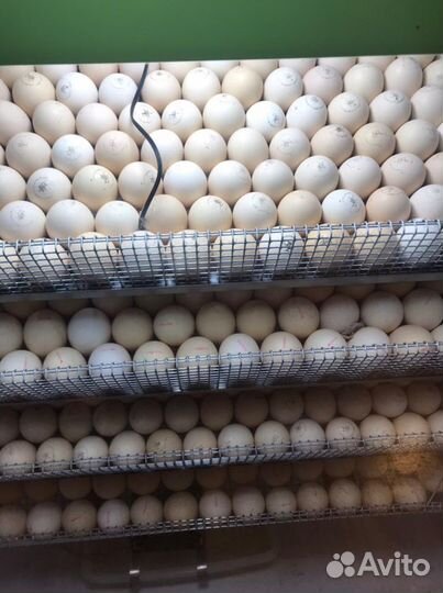 Индюшата бройлерные