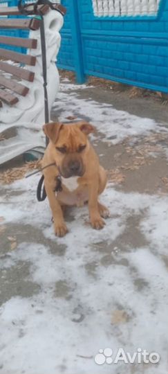 Кабель, собака