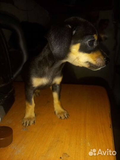 Собаки щенки чивини