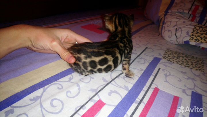 Бенгальская красотка