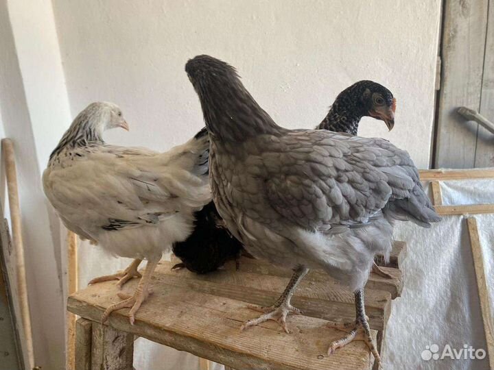 Куры несушки молодки