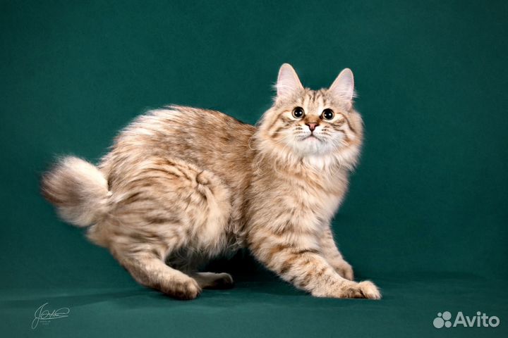 Серебряная кошечка из питомника