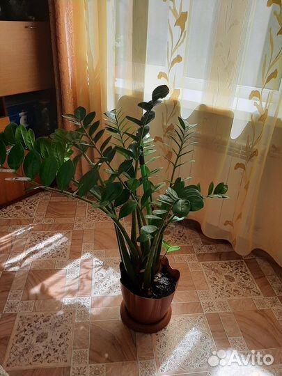 Замиокулькас Долларовое дерево