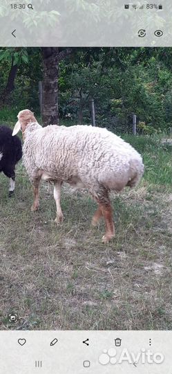 Баран гиссар