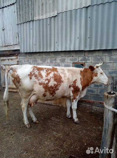 Корова дойная