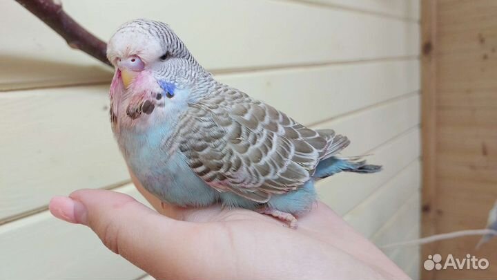 Выставочный волнистый попугай, ввп чех птенцы