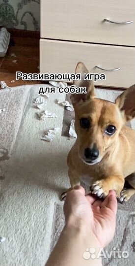 Зоопсихолог, кинолог