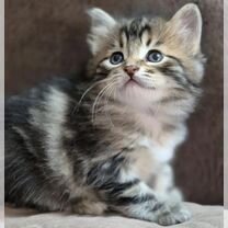 Курильский бобтейл длинношёрстный котёнок, Воронеж