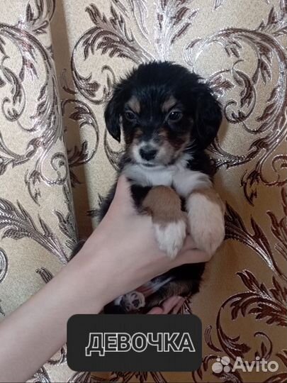 Английский кокер спаниель