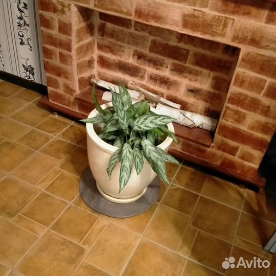 Цветочный горшок наполный