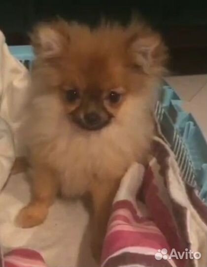 Девочка мини