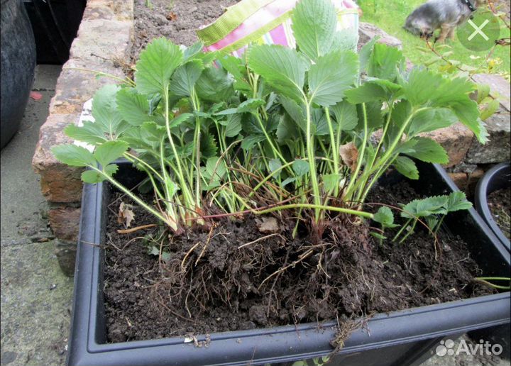 Рассада клубники усы