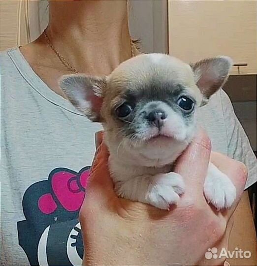 Щенки чихуахуа