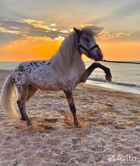 Аппалуза пони