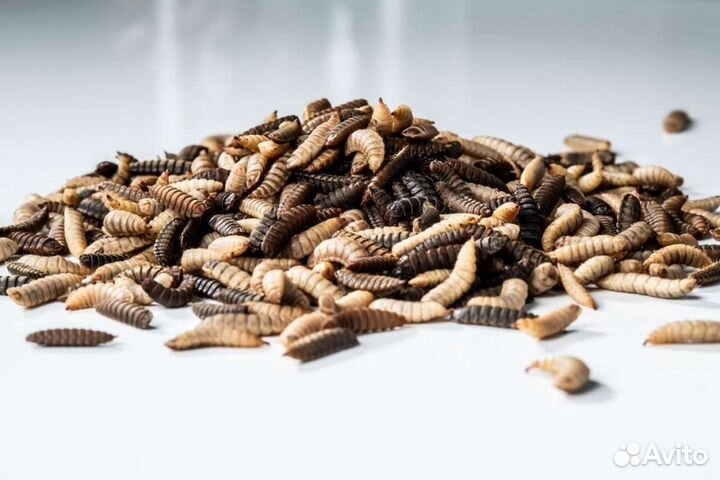 Личинки черной львинки для стабилизации яйценоса