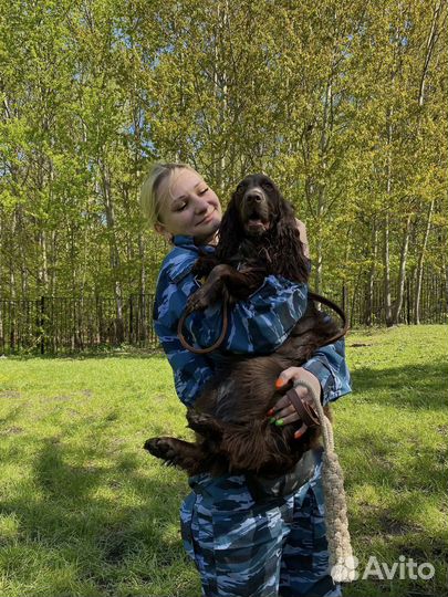 Услуги кинолога