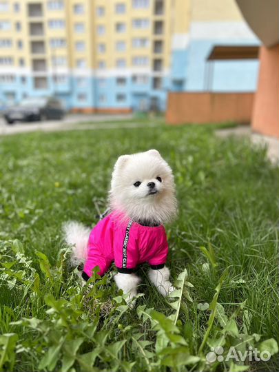 Продам комбинезон для собаки