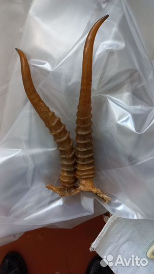 Рога горного козла