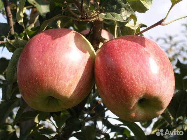 Саженцы яблони Айдаред М М-9