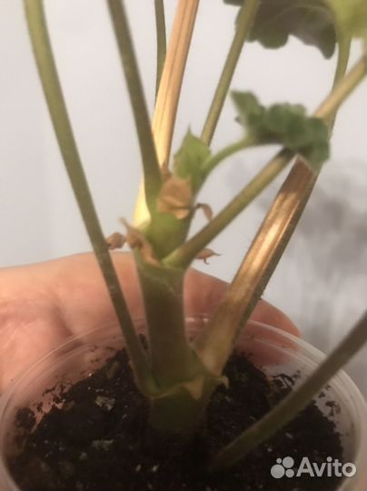 Пеларгония герань Эрик Дракон и Розы