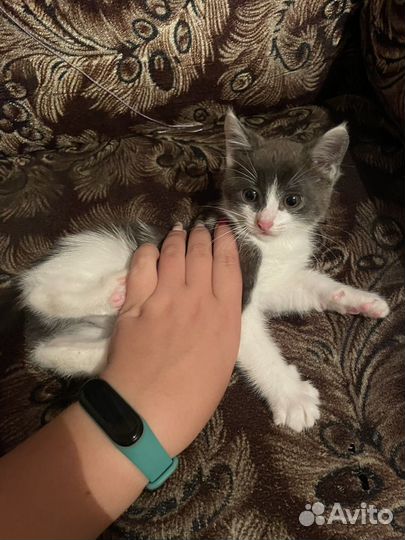 Котенок в добрые руки