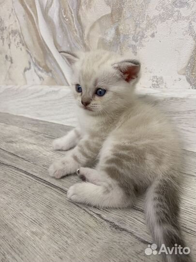 Шотландские котята