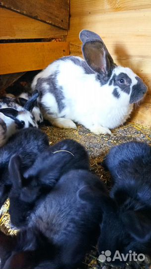 Продажа кроликов