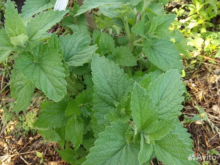 Лук многолетний