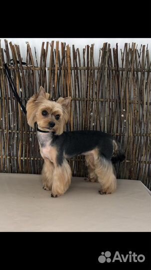 Стрижка собак и кошек.Грумер