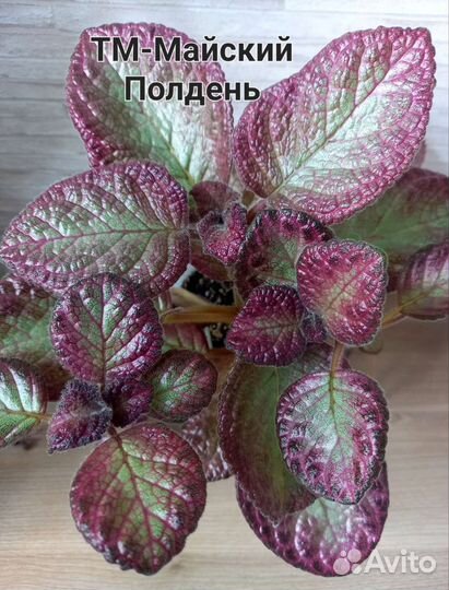 Эписции сортовые укорененные и на срез