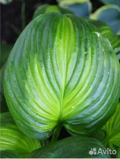 Хоста Авокадо