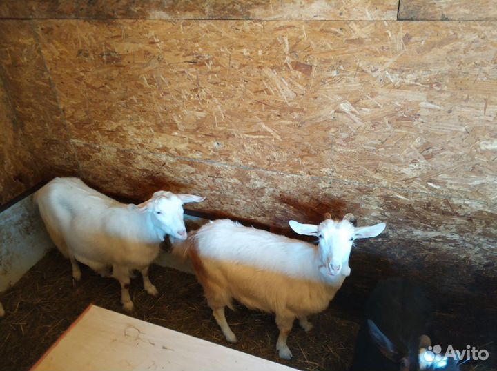 Продам с/х животных