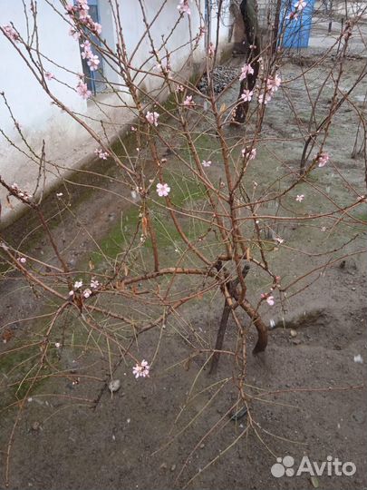 Быки на племя