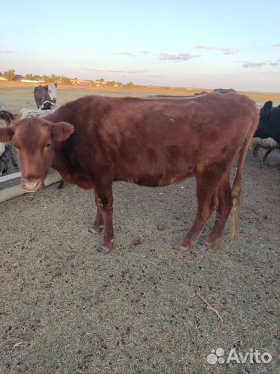 Коровы на развод, возможен бартер на сено
