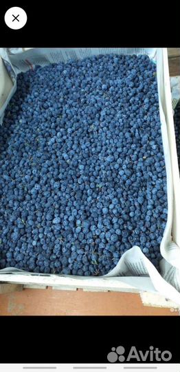 Свежая черника,голубика, морошка, брусника