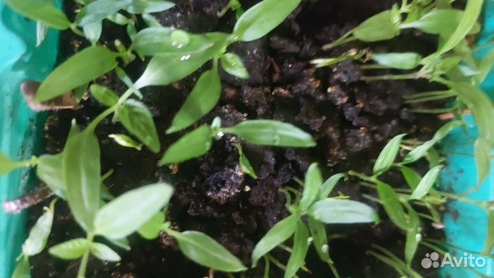 Перец болгарский и острый