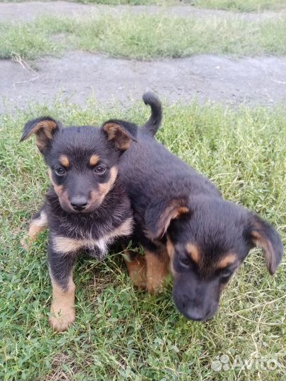 Щенки