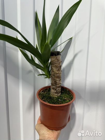 Комнатные цветы юкка