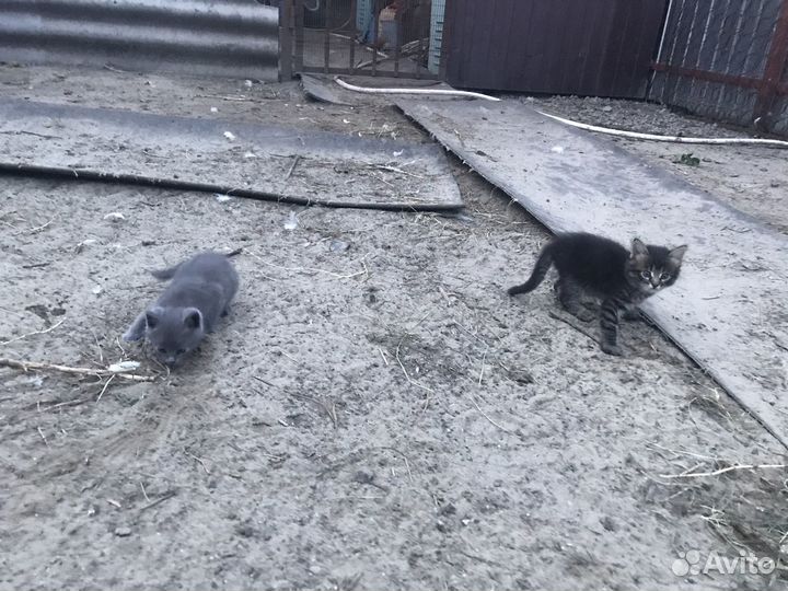 Котят отдам в добрые руки бесплатно