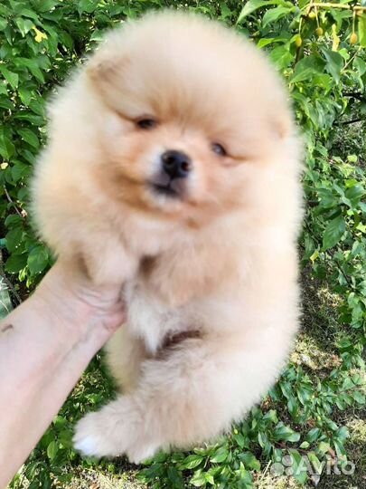 Щенки померанского шпица мишки