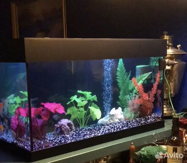 Аквариумы. Установка и обслуживание