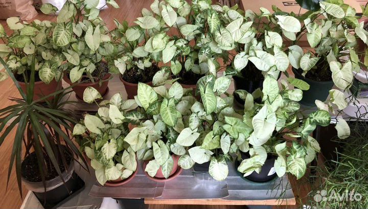 Сингониум в ассортименте