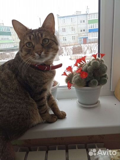 Продаю кактусы