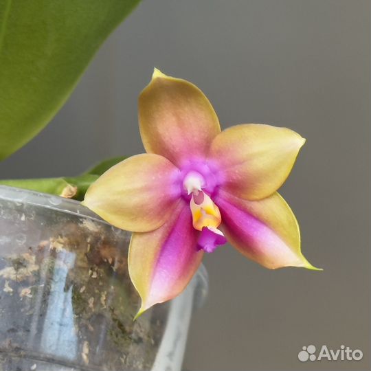 Орхидея Phal Zheng min Vine