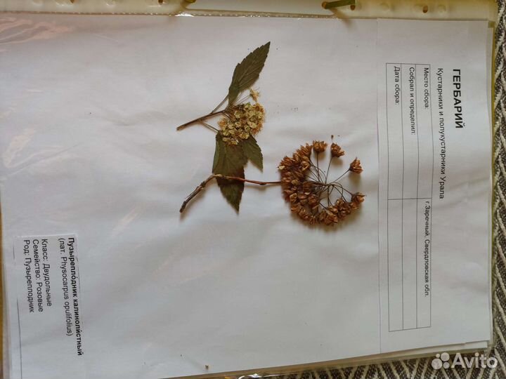 Гербарий в школу, колледж,институт