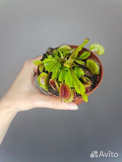 Венерина мухоловка. Дионея