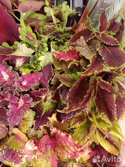 Колеусы срезы