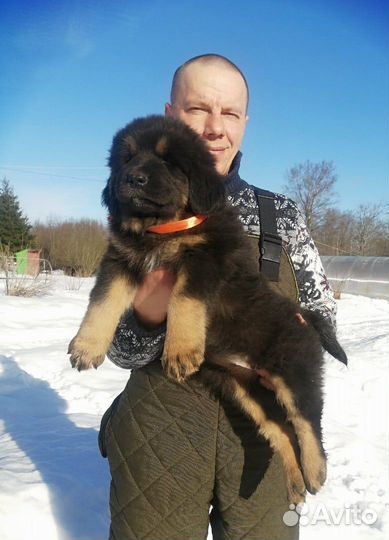 Щенки Банхара