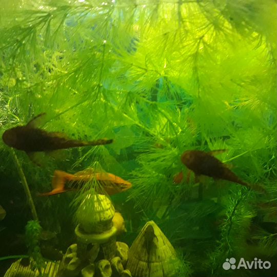 Сомики анциструсы