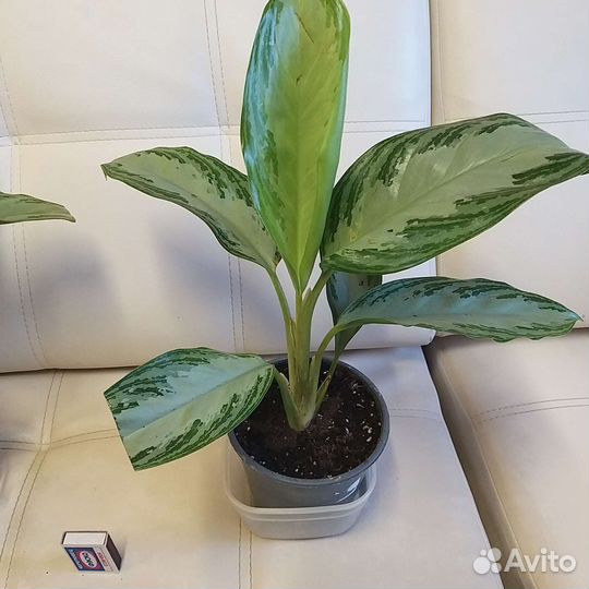 Аглаонема сильвер бей и Крит